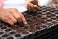 Close up of farmer hands adding fertilisers and seeding to germination tray at greenhouse or polyhouse