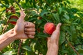 Hands picking peach fruits, orchard tree Royalty Free Stock Photo