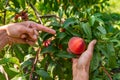 Hands picking peach fruits, orchard tree Royalty Free Stock Photo