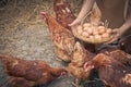 Close-up farmer hands holding fresh chicken eggs into basket at a chicken farm in him home area. Concept of organic farm