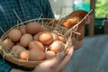 Close-up farmer hands holding fresh chicken eggs into basket at a chicken farm in him home area. Concept of organic farm Royalty Free Stock Photo