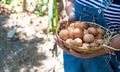 Close-up farmer hands holding fresh chicken eggs into basket at a chicken farm in him home area. Concept of organic farm Royalty Free Stock Photo