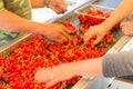 Farmer hands sorting and processing red cherries manually on conveyor belt in Washington, USA Royalty Free Stock Photo