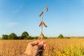 Close-up farmer holding ripe organic soybeans in field. Harvesting soybeans. Selective focus