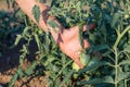 Close up of farmer inspecting tomato crop on the field of organic eco farm Royalty Free Stock Photo