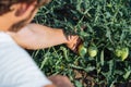 Close up of farmer inspecting tomato crop on the field of organic eco farm Royalty Free Stock Photo