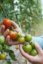 Close Up Of Farmer Inspecting Tomato Crop Royalty Free Stock Photo