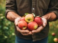 Close up of farmer male hands picking fresh apples. the front view. Organic food, harvesting and farming concept