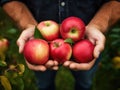 Close up of farmer male hands picking fresh apples. the front view. Organic food, harvesting and farming concept