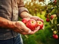 Close up of farmer male hands picking fresh apples. the front view. Organic food, harvesting and farming concept