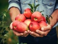 Close up of farmer male hands picking fresh apples. the front view. Organic food, harvesting and farming concept