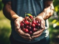 Close up of farmer male hands picking fresh cherries. the front view. Organic food, harvesting and farming concept Royalty Free Stock Photo