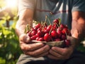 Close up of farmer male hands picking fresh cherries. the front view. Organic food, harvesting and farming concept Royalty Free Stock Photo