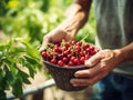 Close up of farmer male hands picking fresh cherries. the front view. Organic food, harvesting and farming concept Royalty Free Stock Photo