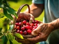 Close up of farmer male hands picking fresh cherries. the front view. Organic food, harvesting and farming concept Royalty Free Stock Photo