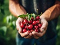 Close up of farmer male hands picking fresh cherries. the front view. Organic food, harvesting and farming concept Royalty Free Stock Photo