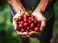 Close up of farmer male hands picking fresh cherries. the front view. Organic food, harvesting and farming concept Royalty Free Stock Photo