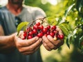 Close up of farmer male hands picking fresh cherries. the front view. Organic food, harvesting and farming concept Royalty Free Stock Photo