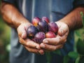 Close up of farmer male hands picking fresh plums. the front view. Organic food, harvesting and farming concept