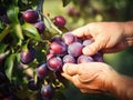 Close up of farmer male hands picking fresh plums. the front view. Organic food, harvesting and farming concept