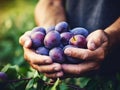 Close up of farmer male hands picking fresh plums. the front view. Organic food, harvesting and farming concept