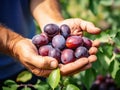 Close up of farmer male hands picking fresh plums. the front view. Organic food, harvesting and farming concept