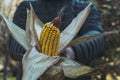 Close up of farmer man holding and showing at the camera a natural corn. Grain maize superfood concept healthy lifestyle. Royalty Free Stock Photo