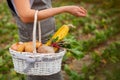 close up farmer pick up ripe vegetables in basket in fields. fresh beets, zucchini, potatoes, onions from farm to table Royalty Free Stock Photo