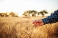 Close up of a farmer`s hand holding a few grain spikelets at the golden field. Farm worker`s hand with several ripen Royalty Free Stock Photo