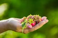 Close-up of a farmer`s hand holding a fresh red strawberr Royalty Free Stock Photo