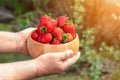 Close-up farmer's hand holding and offering red tasty ripe organic juicy strawberries in wooden bowl outdoors at farm