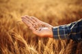 Close up of the farmer`s hand holding spread out wheat grains checking the quality of the new year crop. Farm worker Royalty Free Stock Photo