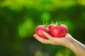 Close-up of a farmer`s hand holding three red ripe tomatoes on a background of blurred greens.