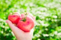 Close-up of a farmer`s hand holding three red ripe tomatoes on a background of blurred greens.