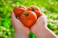 Close-up of a farmer`s hand holding three red ripe tomatoes on a background of blurred greens.