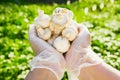 Close-up of a farmer`s hand in rubber transparent gloves hold mushrooms champignons Royalty Free Stock Photo