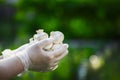 Close-up of a farmer`s hand in rubber transparent gloves hold mushrooms champignons Royalty Free Stock Photo