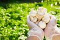 Close-up of a farmer`s hand in rubber transparent gloves hold mushrooms champignons Royalty Free Stock Photo