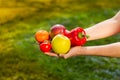 Close up of a farmer`s hands holding fruits and vegetables on the background of blurred greens