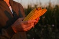 A close-up of a farmer\'s hands holding two ripe, golden corn cobs, with the sunset light reflecting on the kernels Royalty Free Stock Photo