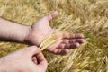 Close-up of the farmer`s hands. A man holds two golden ears of wheat against a ripening field. The concept of planting and Royalty Free Stock Photo