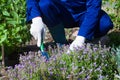 Close up of farmer's hands planting a phlox subulate Royalty Free Stock Photo