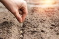 Close up of farmer`s hands, planting seeds in spring. The concept of the garden, the beginning of the season, summer cottage Royalty Free Stock Photo