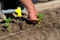 Close up of farmer`s hands sowing pepper seedlings in a spring garden