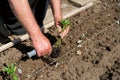 Close up of farmer`s hands sowing pepper seedlings in a spring garden