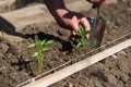 Close up of farmer`s hands sowing pepper seedlings in a spring garden