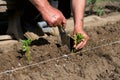 Close up of farmer`s hands sowing pepper seedlings in a spring garden