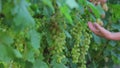 A close-up of a farmer by a secateur cuts off the clamor of a white large ripe grapes, walks through a vineyard