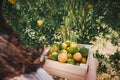 Close-Up of Farmer Woman Hands is Harvesting Orange and Holding Wooden Basket in Organic Farm, Agriculturist Reaping an Oranges