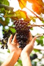 Close up of farmer women holding a bunch of grape